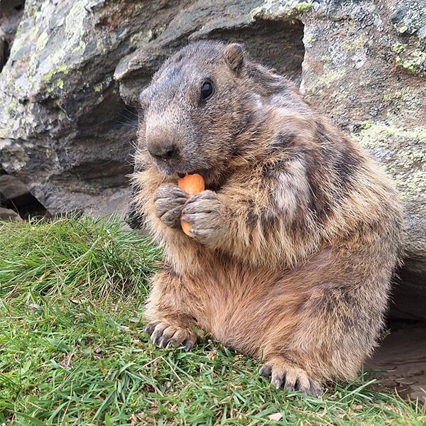 Marmot