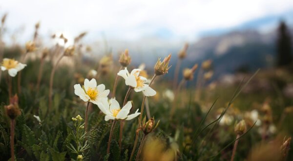 De bloemenwandelroute