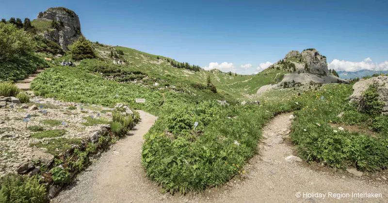 Een vertakt zandpad slingert zich onder een strakblauwe hemel door weelderig groene heuvels en rotsachtig terrein in de bergen bij Interlaken.